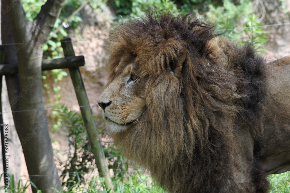Male lion is fixing his eyes to something. Standing pose. Half of the body.