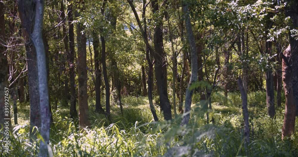 Medium shot of a forest. Medium shot of a forest.