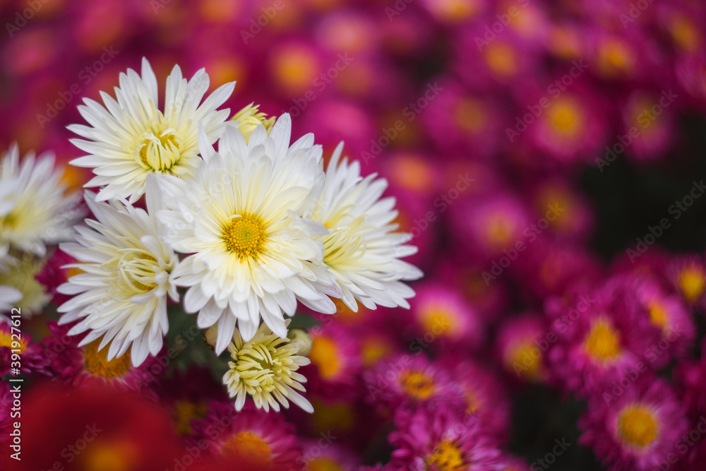 White chrysanthemums on a blurry background close-up. Beautiful bright chrysanthemums bloom in autumn in the garden. Chrysanthemum background with a copy of the space.