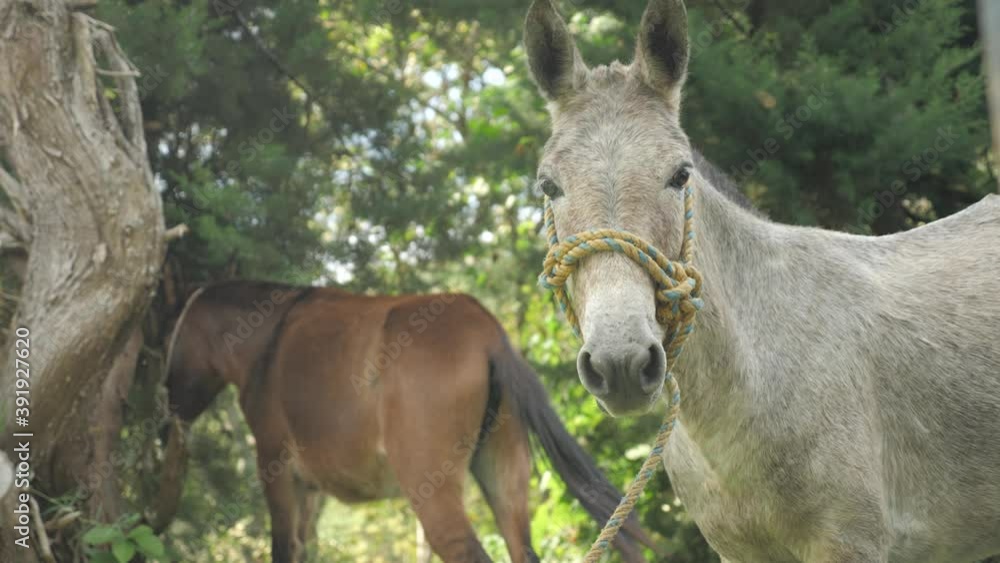Livestock group of donkeys and horses resting in shadow of trees and staring at the camera in remote traditional coffee plantage village in the jungle of Colombia Latin America mountains slowmotion Livestock group of donkeys and horses resting in shadow of trees and staring at the camera in remote traditional coffee plantage village in the jungle of Colombia Latin America mountains slowmotion