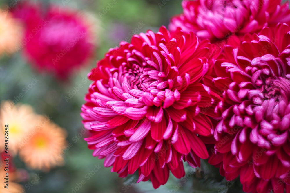 Magenta chrysanthemums on a blurry background close-up. Beautiful bright chrysanthemums bloom in autumn in the garden. Chrysanthemum background with a copy of the space.