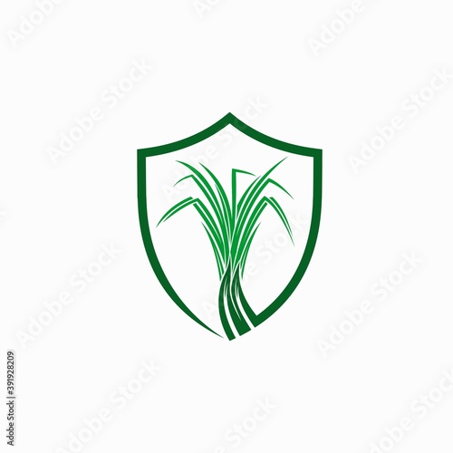 Lemongrass vector with shield concept