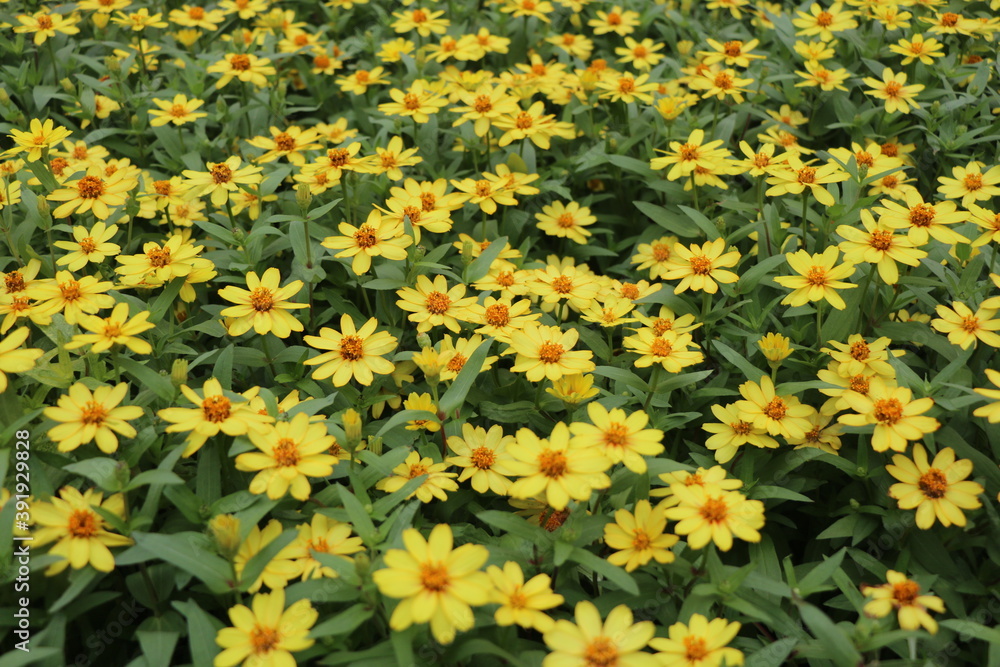 Obraz premium Flower field