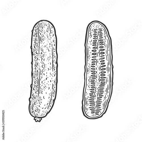 Cut Cucumber vegetable sketch engraving vector illustration. T-shirt apparel print design. Scratch board imitation. Black and white hand drawn image.