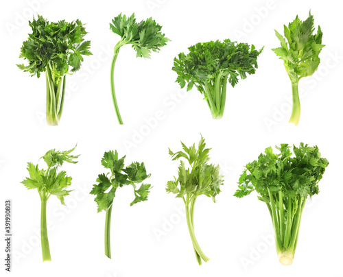 Collage with fresh green celery on white background