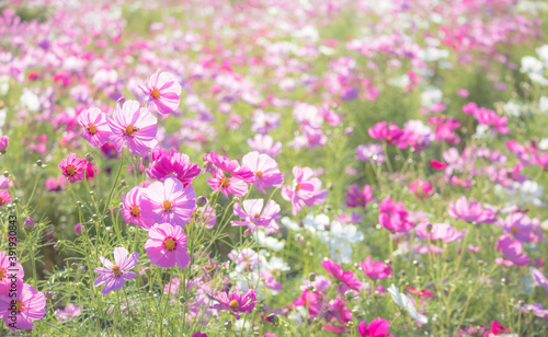 秋の花 コスモスのピンク色の花畑 