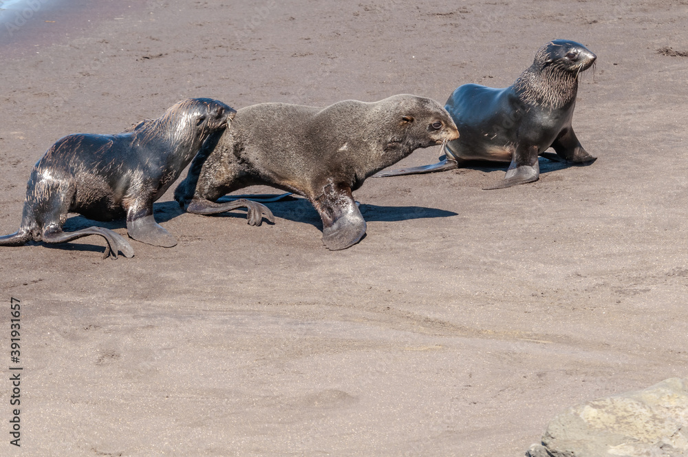 Fototapeta premium Northern Fur Seal (Callorhinus ursinus) at hauling-out in St. George Island, Pribilof Islands, Alaska, USA