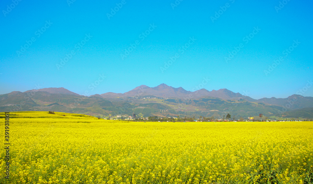 Rape field in the mountains Rape field in the mountains