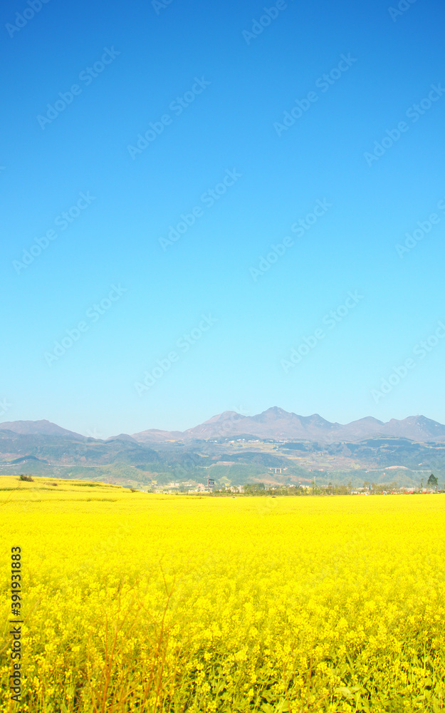 Fototapeta premium Rape field in the mountains