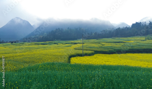 Rape field in the mountains