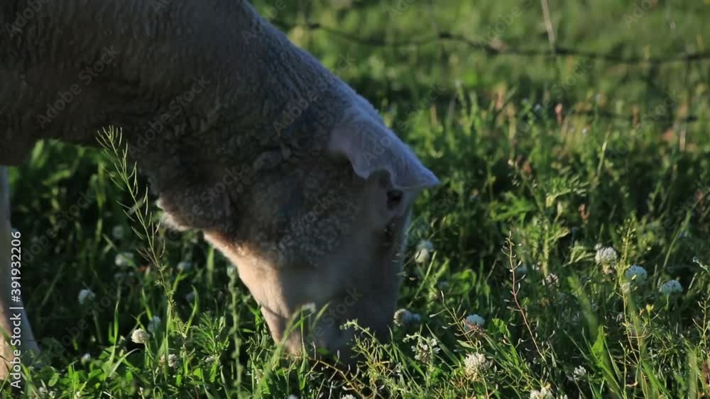 sheep graze in a meadow on a sunny summer day sheep graze in a meadow on a sunny summer day