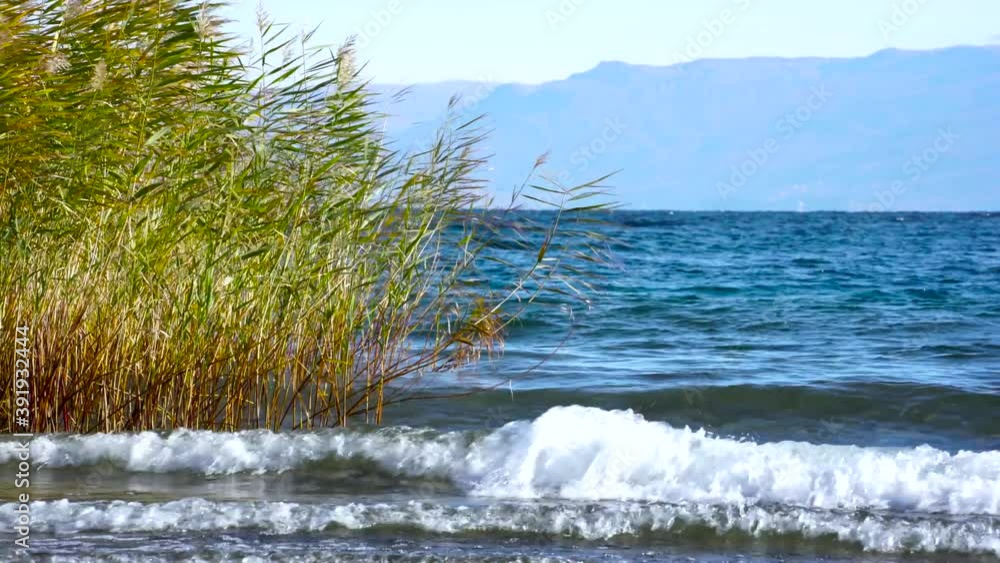 Reeds waving on shore of lake with blue water and white waves on a windy day in Autumn Reeds waving on shore of lake with blue water and white waves on a windy day in Autumn
