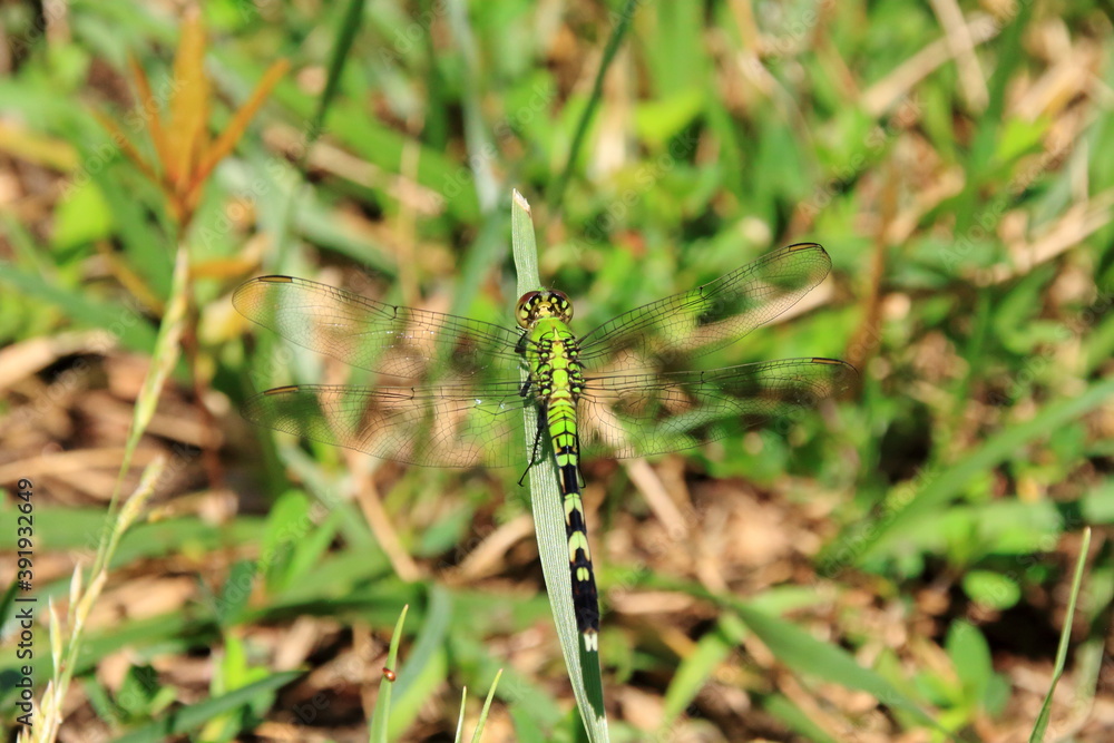 葉の上で休む緑色のトンボ
