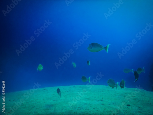 sandy hills on the seabed with fishes in blue water