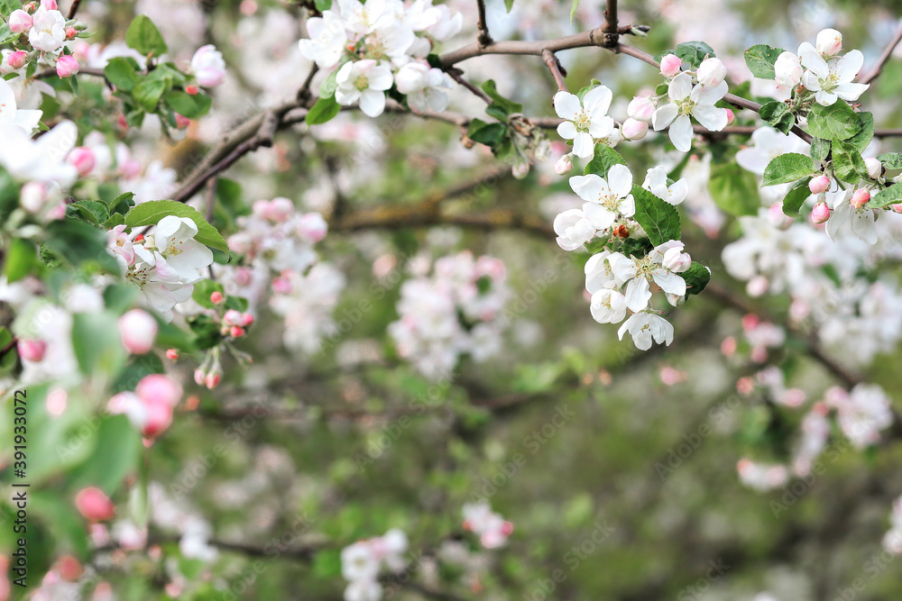 blooming branches of an Apple orchard in spring blooming branches of an Apple orchard in spring