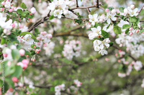 blooming branches of an Apple orchard in spring