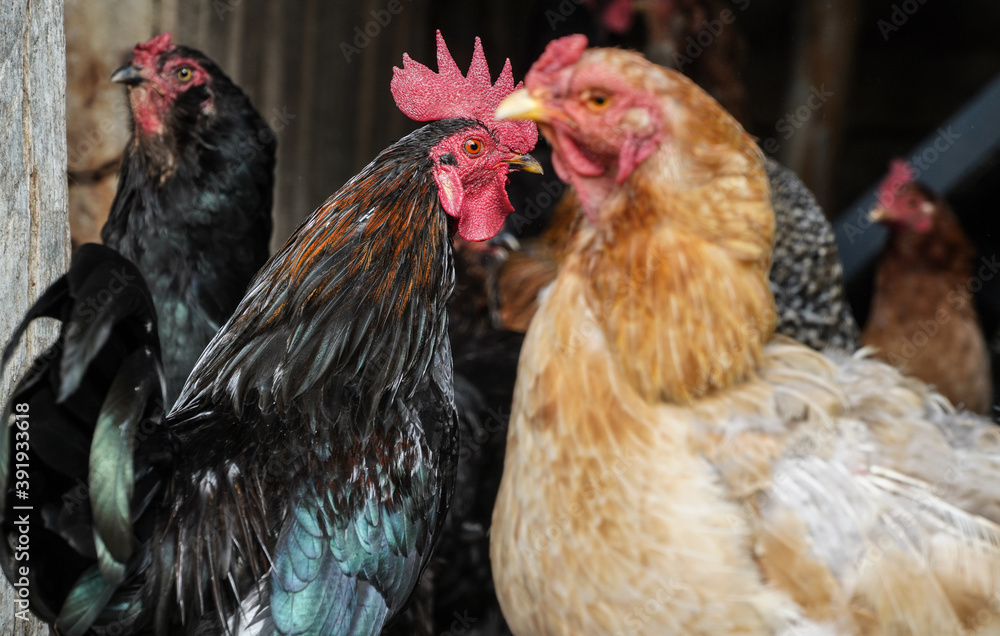 Fototapeta premium black cock proud of his yardin a summer day