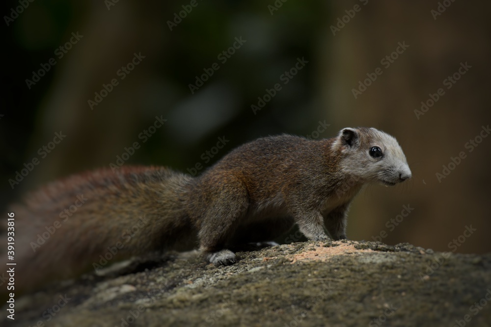 Fototapeta premium Is a mammal Has a small body size The fur is covered throughout the body. Eyes are round, black. The tail is bushy, arranged in rodents.