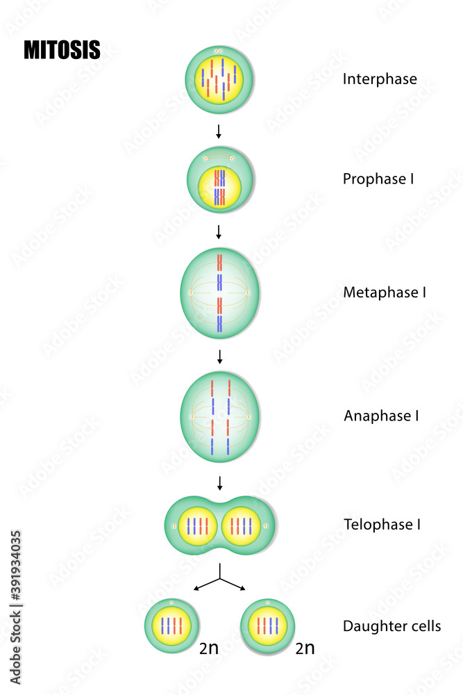 Diagram of Mitosis, Process cell division Stock Vector Biology Diagrams