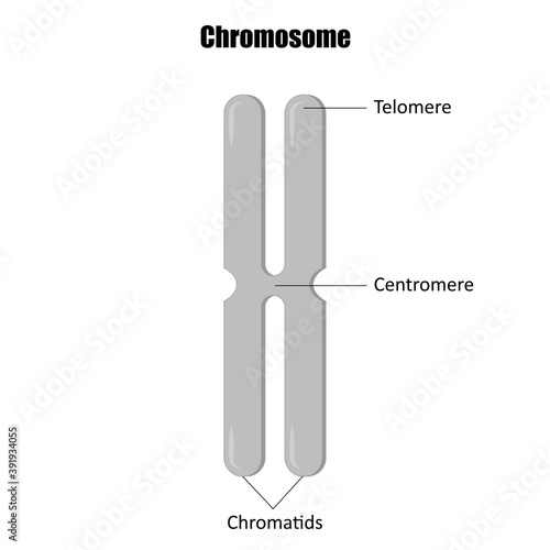 Structure of chromosome, Study of genetics