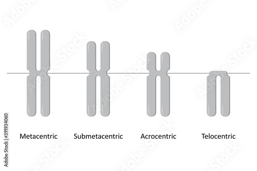 Type of chromosome, Classification of chromosomes according to the position of centromere, Metacentric, Submetacentric, Acrocentric, Telocentric