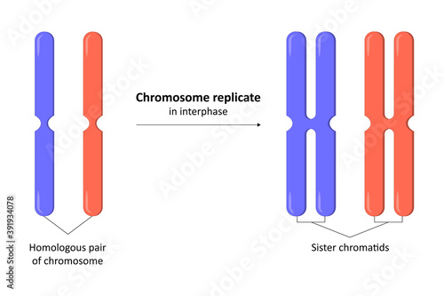 Step of chromosome replicate in interphase, molecular biology