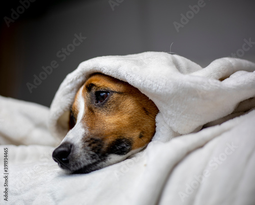 sick jack russell terrier lies with a white blanket thrown on top, comfort, horizontal,