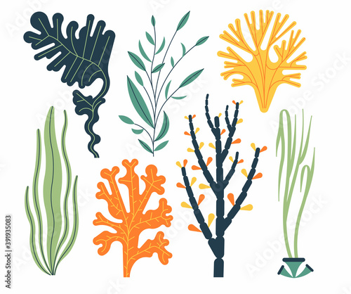 Seaweed set vector illustration isolated on white. Sea plants and aquatic marine algae.