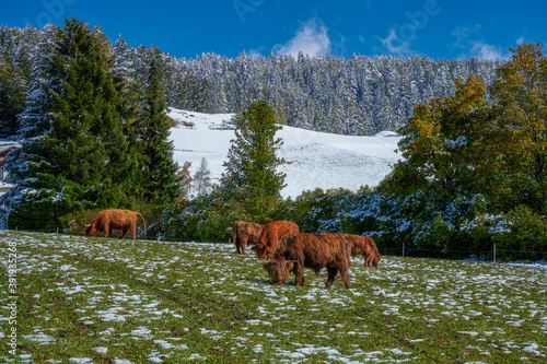 Horned Highland cattle graze on green meadow, Dolomites, Italy