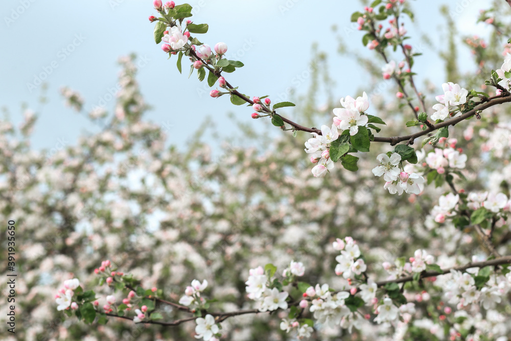 blooming with small white flowers delicate aerial branch on the background of a blue sky blooming with small white flowers delicate aerial branch on the background of a blue sky