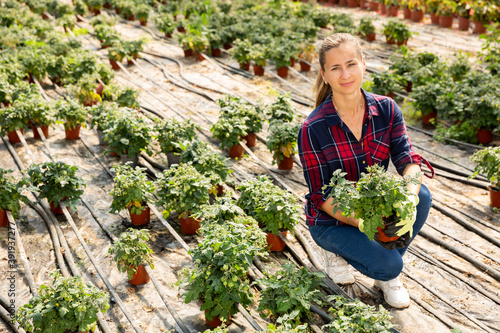 Successful woman farmer examining flowering tomato seedlings while gardening in glasshouse