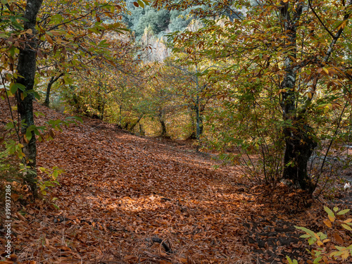 A chestnut forest in autumn with brown leaves. Trekking route, scenic, around the villages of Parauta, Cartajima and Igualeja in Malaga, Spain