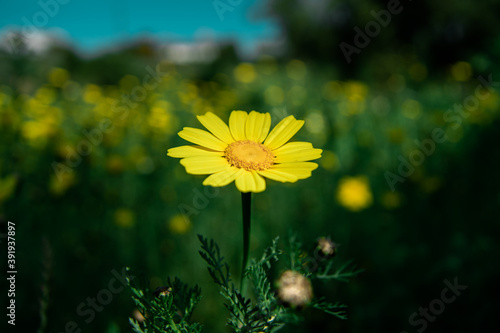Yellow Daisy in the Field