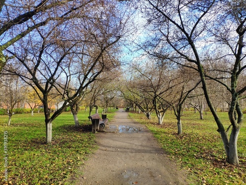 deserted Apple orchard in autumn, Apple trees with fallen leaves, empty benches along the path through the Park © Anna