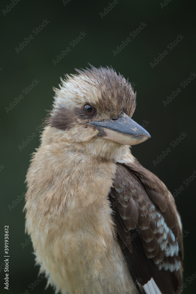 Fototapeta premium Portrait of a Laughing Kookaburra taken in Queensland, Australia.