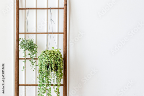 Dischidia oiantha white diamond plants hanging on a wooden ladder photo