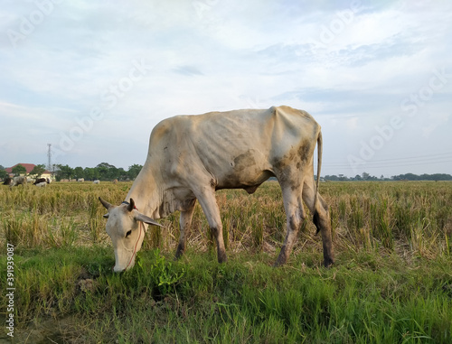 Cow eating grass in the rice fields