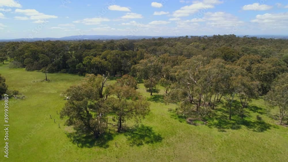 Forward flight low over trees and green grass on bright sunny day under blue sky