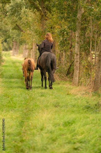 Young woman riding without saddle on her beautiful brown mare, yellow foal next to them, in the autumn forest. seen from behind