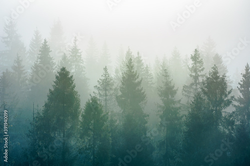 spruce trees among the morning fog in winter. beautiful nature in cold season. moody dramatic weather