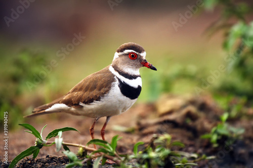 The three-banded plover, or three-banded sandplover (Charadrius tricollaris) standing on the shore. Brown and white water bird with a red eye in the greenery. photo