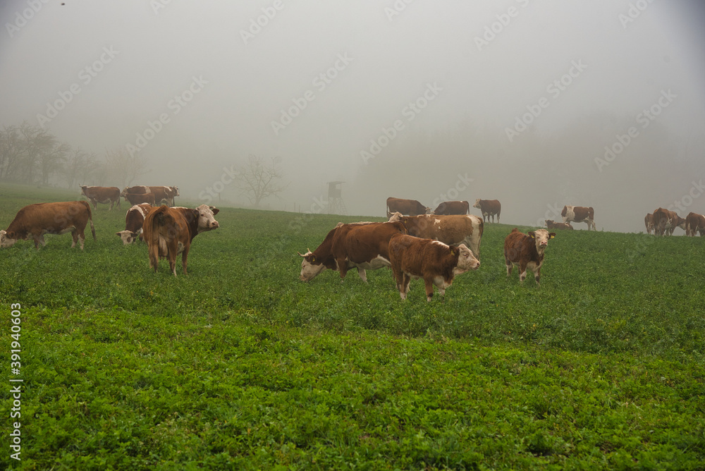 Kühe im Schwarzwald im Nebel