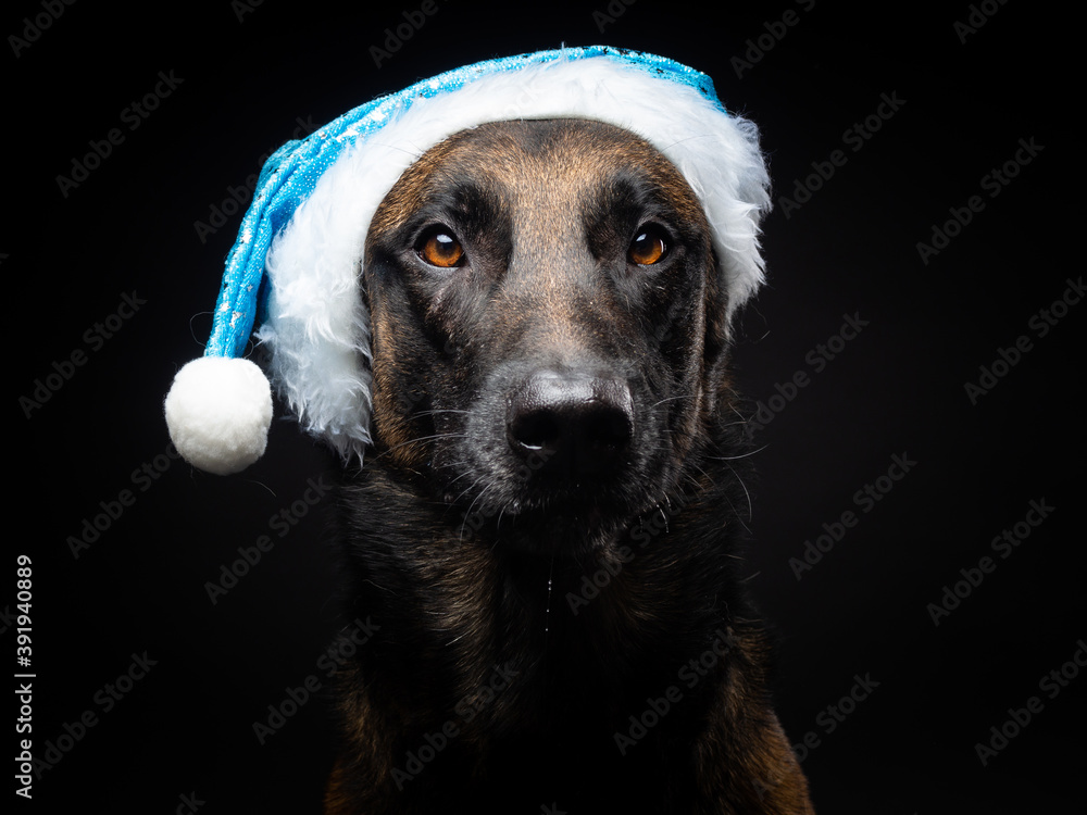 Portrait of a Shepherd dog in a Santa Claus hat, isolated on a black background. Portrait of a Shepherd dog in a Santa Claus hat, isolated on a black background.
