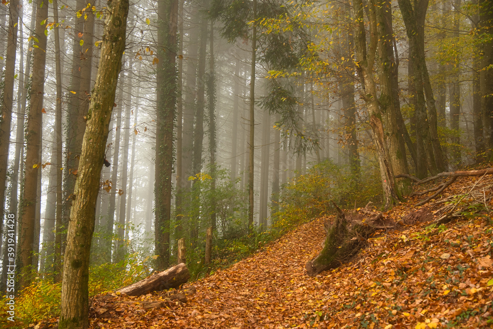 Herbstwald im Schwarzwald bei Nebelstimmung