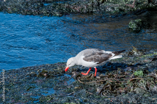 Dolphin Gull (Leucophaeus scoresbii) in Ushuaia area, Land of Fire (Tierra del Fuego), Argentina photo