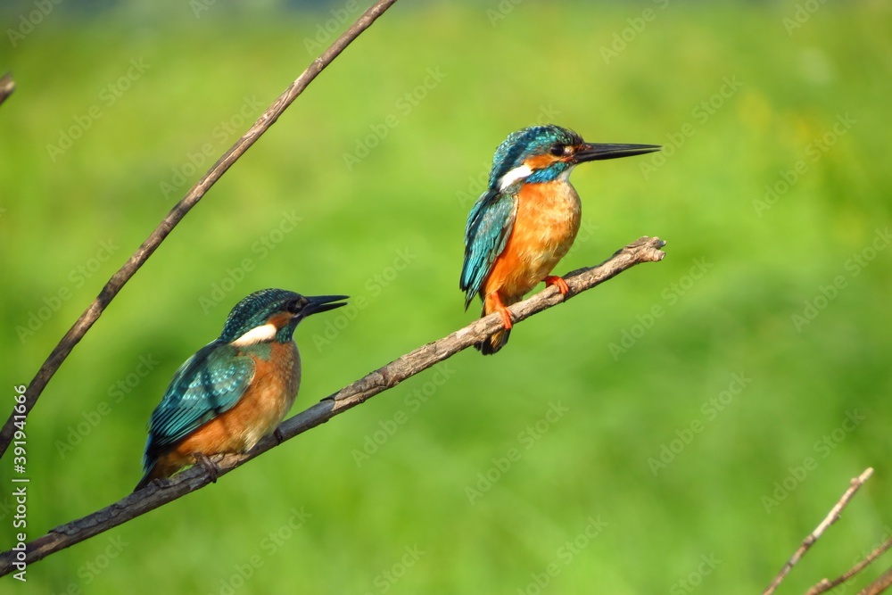Common kingfishers (Alcedo atthis) on the wet meadows of the Desna river, Sumy region, Ukraine
