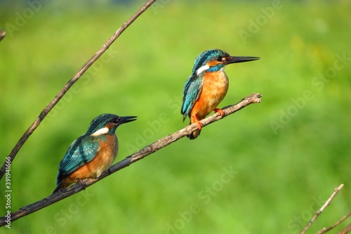 Common kingfishers (Alcedo atthis) on the wet meadows of the Desna river, Sumy region, Ukraine