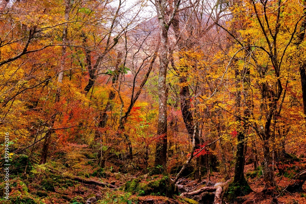 男池湧水群の紅葉