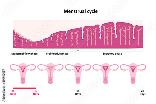 Menstrual cycle diagram photo