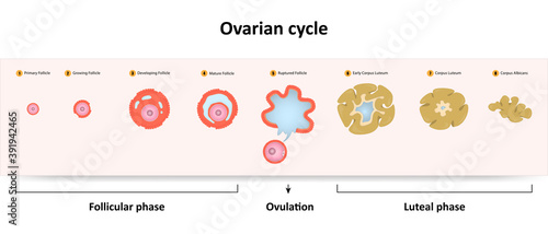 Ovarian cycle chart photo